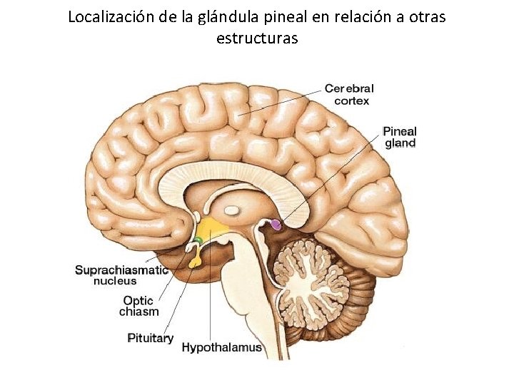 Localización de la glándula pineal en relación a otras estructuras 