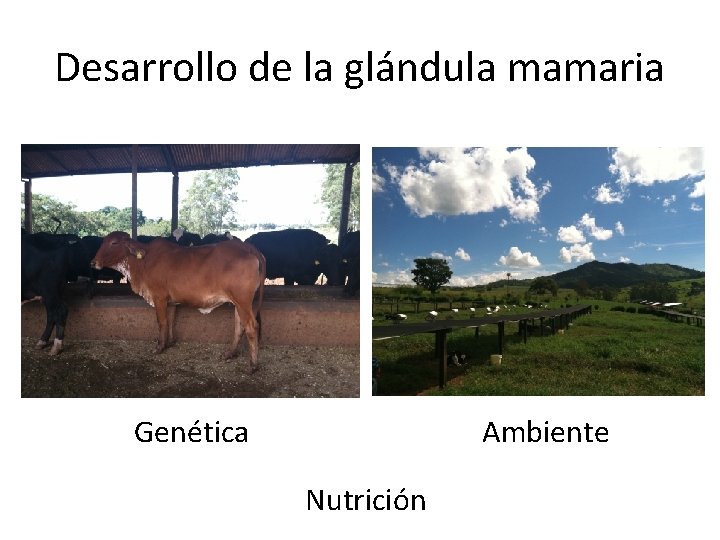 Desarrollo de la glándula mamaria Genética Ambiente Nutrición 