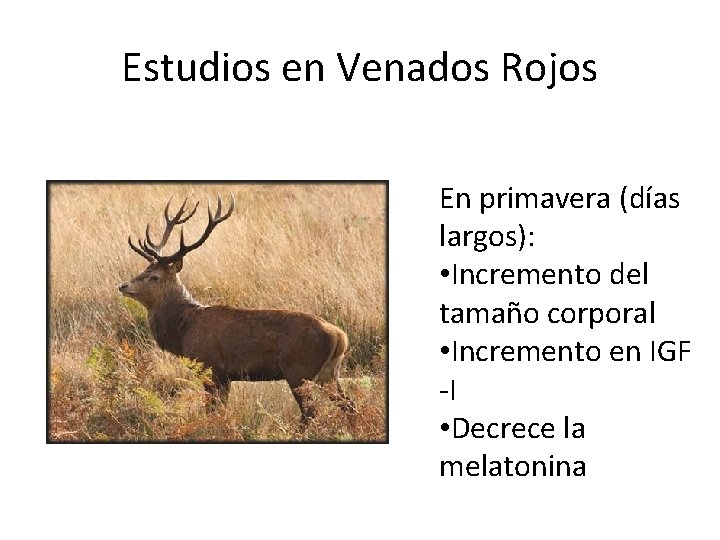 Estudios en Venados Rojos En primavera (días largos): • Incremento del tamaño corporal •