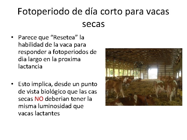 Fotoperiodo de día corto para vacas secas • Parece que “Resetea” la habilidad de