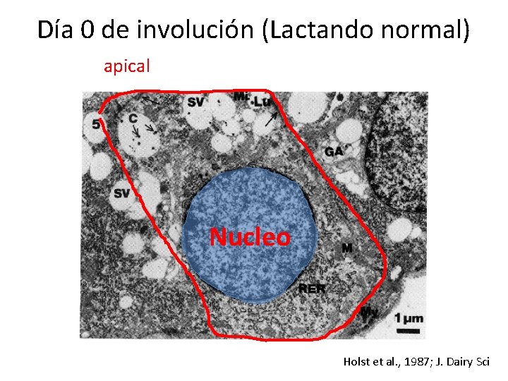 Día 0 de involución (Lactando normal) apical Nucleo Holst et al. , 1987; J.