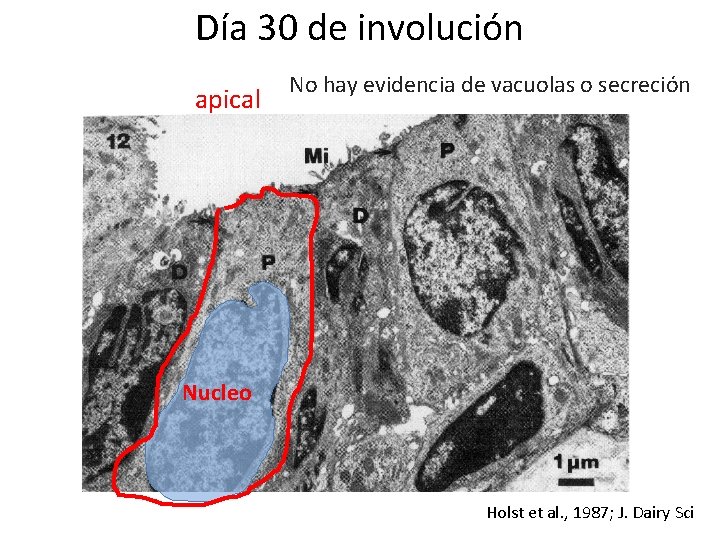 Día 30 de involución apical No hay evidencia de vacuolas o secreción Nucleo Holst