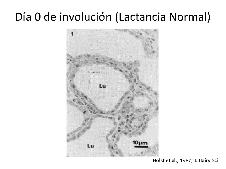 Día 0 de involución (Lactancia Normal) Holst et al. , 1987; J. Dairy Sci