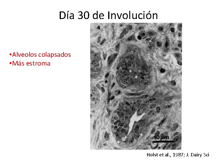 Día 30 de Involución • Alveolos colapsados • Más estroma Holst et al. ,