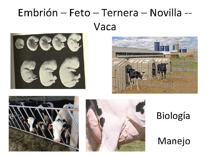 Embrión – Feto – Ternera – Novilla -- Vaca Biología Manejo 