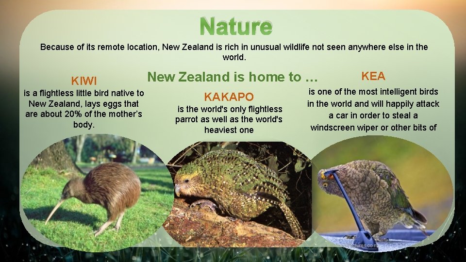 Nature Because of its remote location, New Zealand is rich in unusual wildlife not