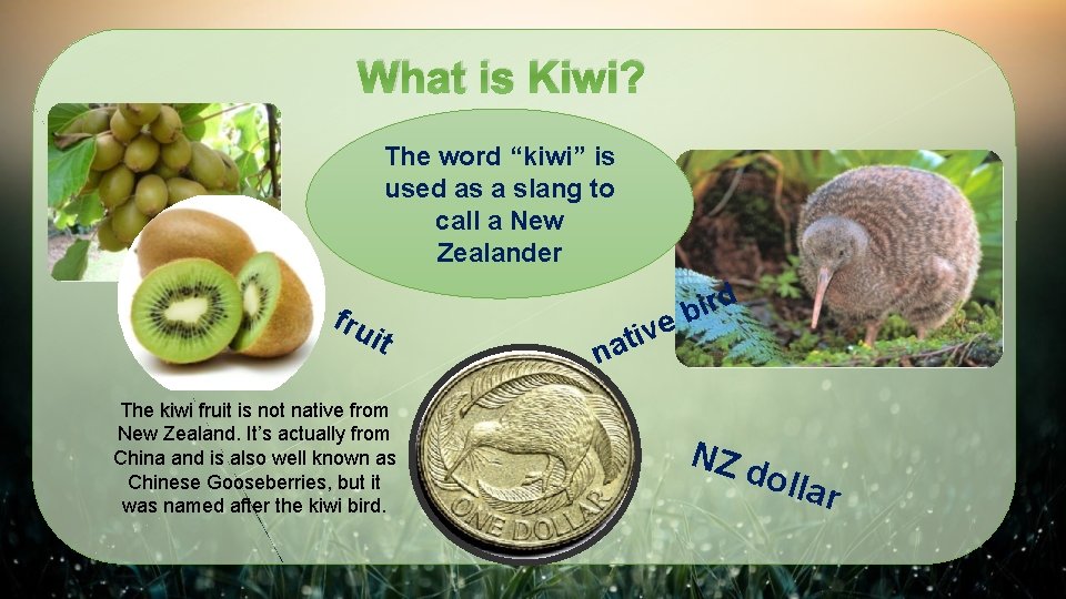 What is Kiwi? The word “kiwi” is used as a slang to call a