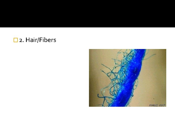 � 2. Hair/Fibers 