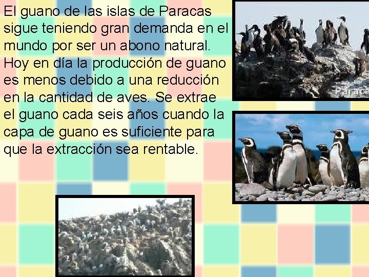 El guano de las islas de Paracas sigue teniendo gran demanda en el mundo