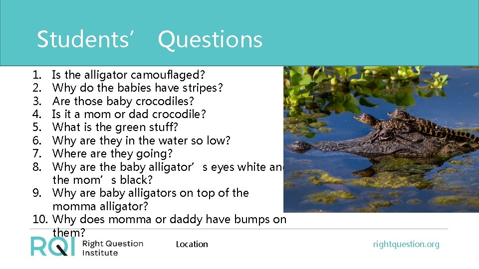 Students’ Questions 1. 2. 3. 4. 5. 6. 7. 8. Is the alligator camouflaged?