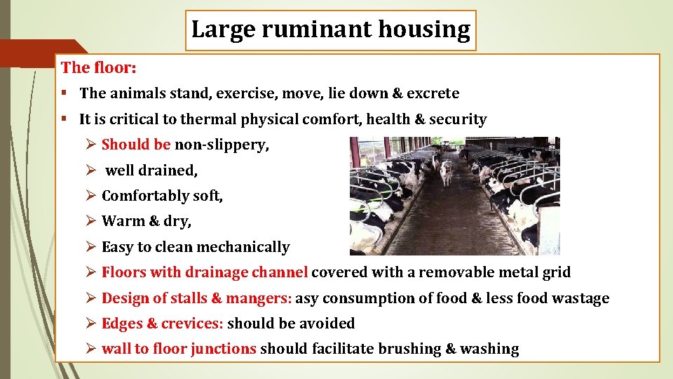 Large ruminant housing The floor: § The animals stand, exercise, move, lie down &