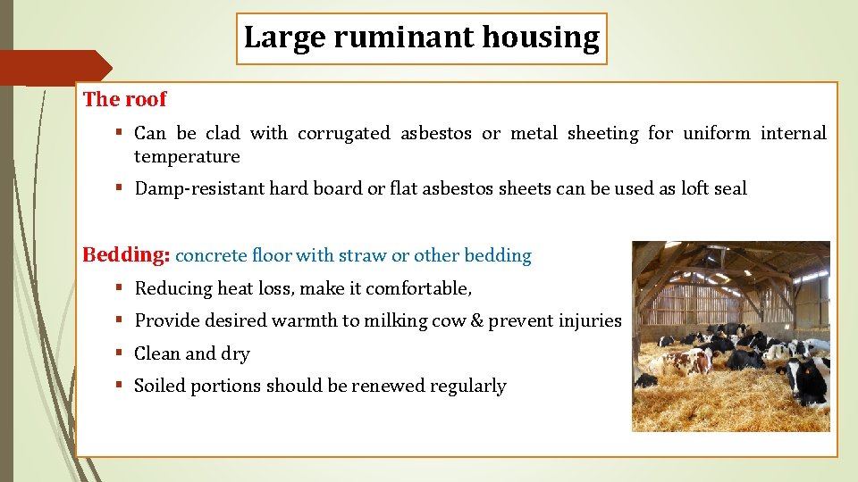 Large ruminant housing The roof § Can be clad with corrugated asbestos or metal