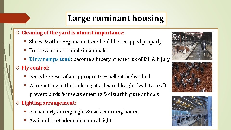 Large ruminant housing Cleaning of the yard is utmost importance: § Slurry & other