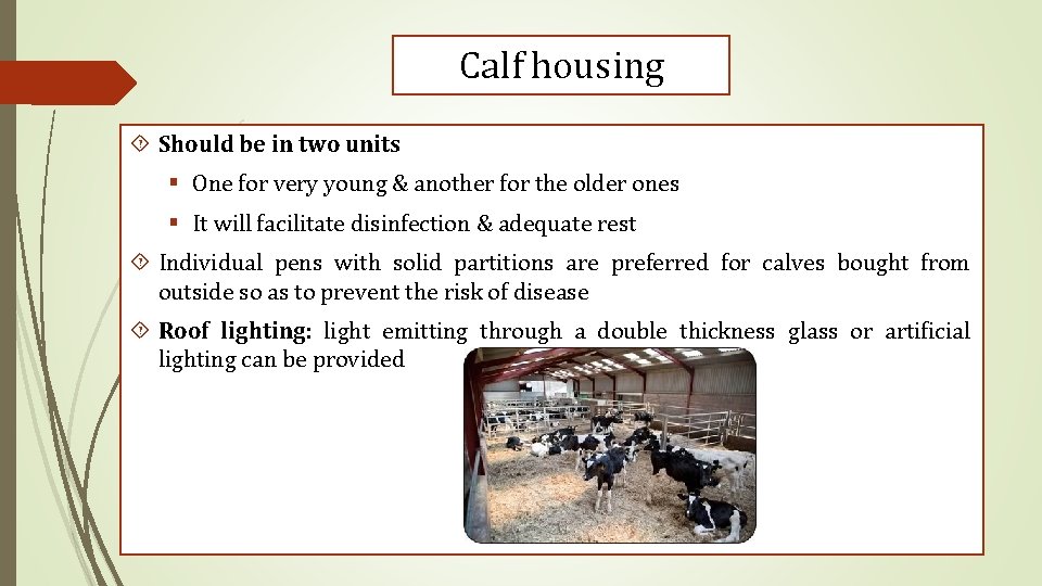 Calf housing Should be in two units § One for very young & another