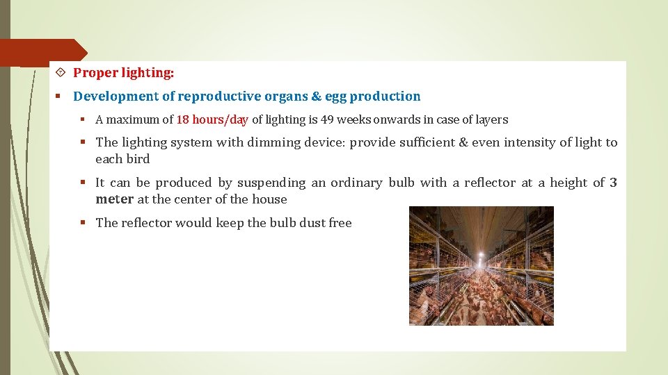  Proper lighting: § Development of reproductive organs & egg production § A maximum