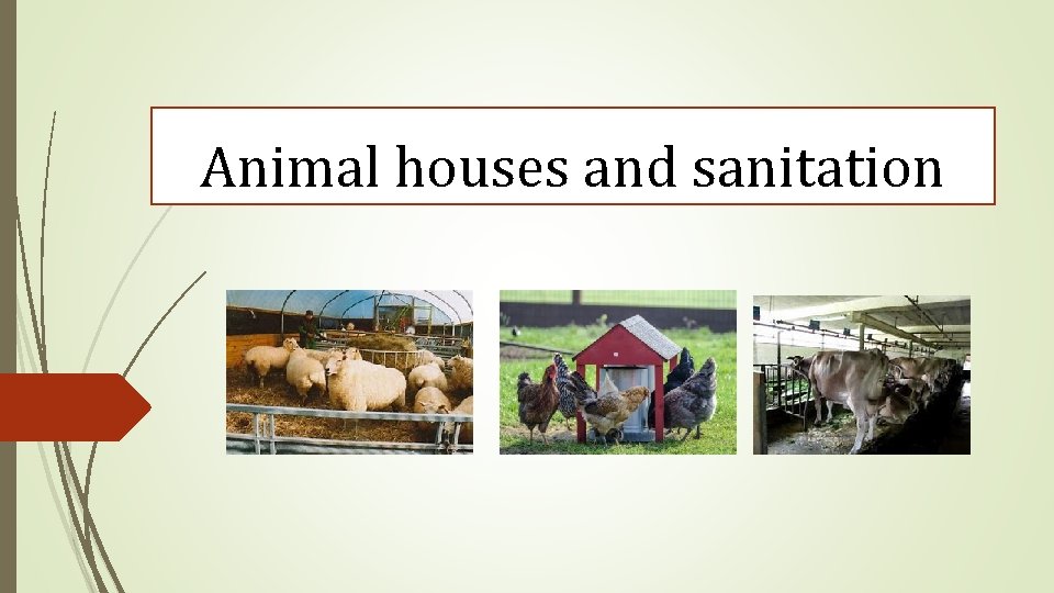 Animal houses and sanitation 