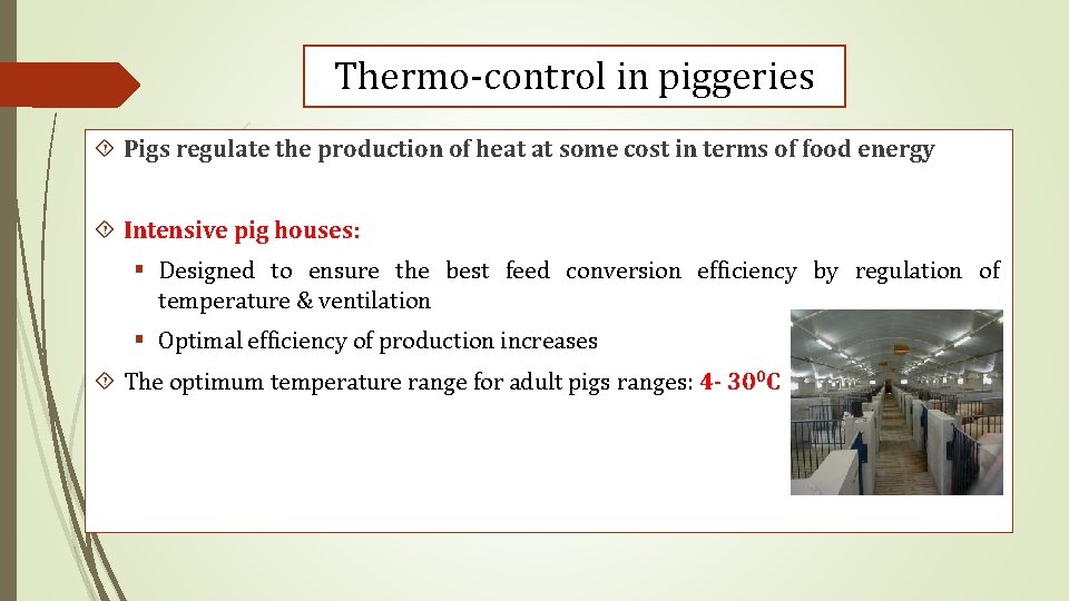 Thermo-control in piggeries Pigs regulate the production of heat at some cost in terms