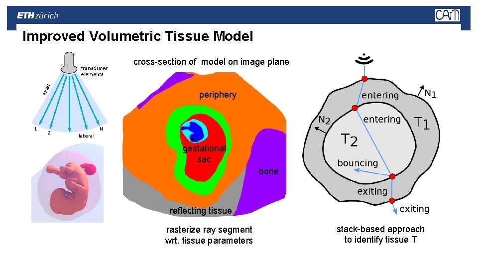 Improved Volumetric Tissue Model cross-section of model on image plane periphery gestational sac bone