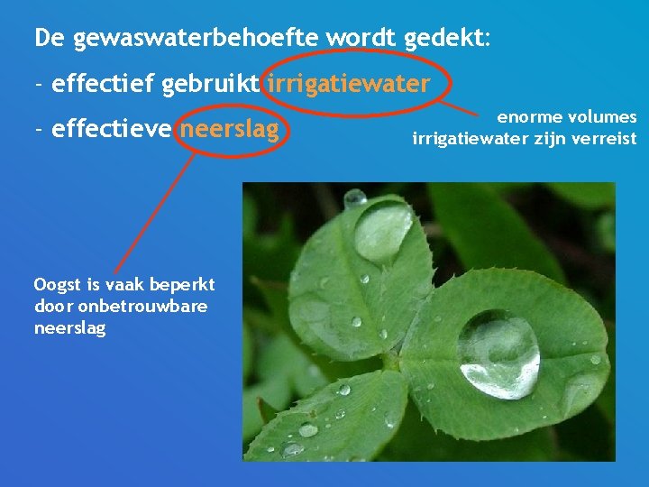 De gewaswaterbehoefte wordt gedekt: - effectief gebruikt irrigatiewater - effectieve neerslag Oogst is vaak