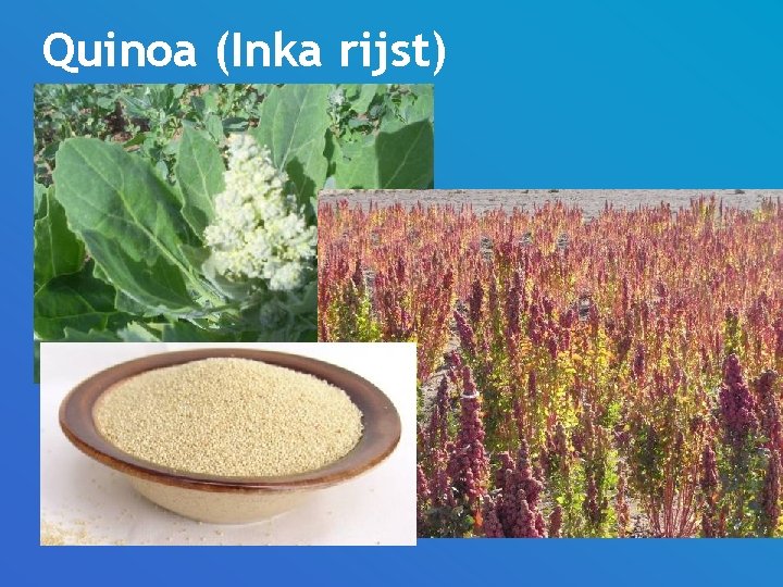 Quinoa (Inka rijst) 