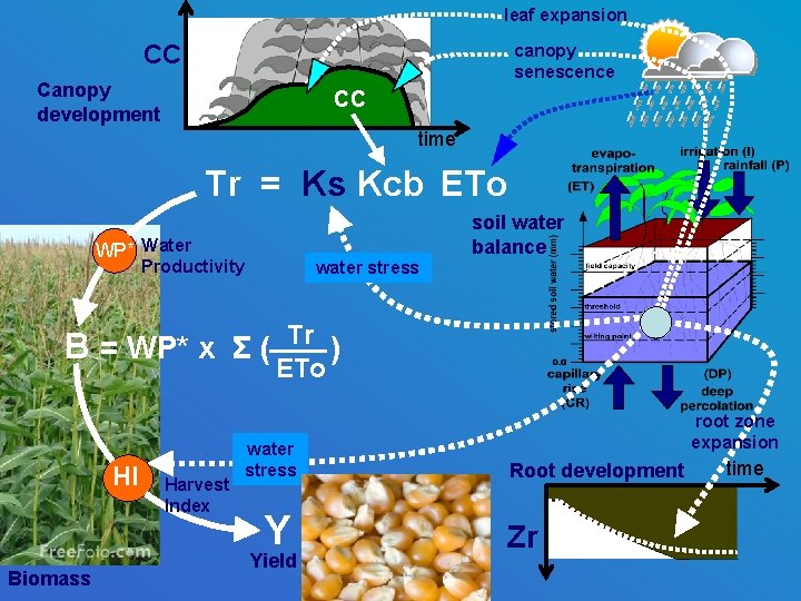 leaf expansion CC canopy senescence Canopy development CC time Tr = Ks Kcb ETo