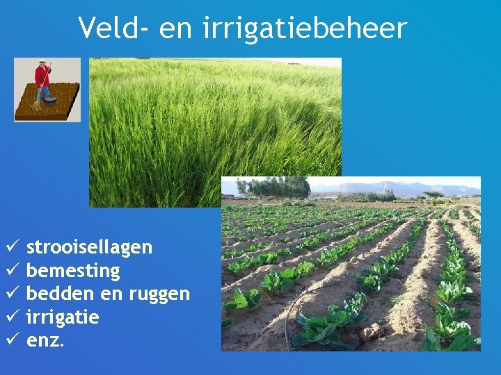 Veld- en irrigatiebeheer ü strooisellagen ü bemesting ü bedden en ruggen ü irrigatie ü