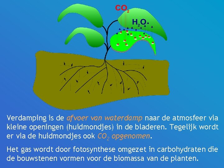 Verdamping is de afvoer van waterdamp naar de atmosfeer via kleine openingen (huidmondjes) in