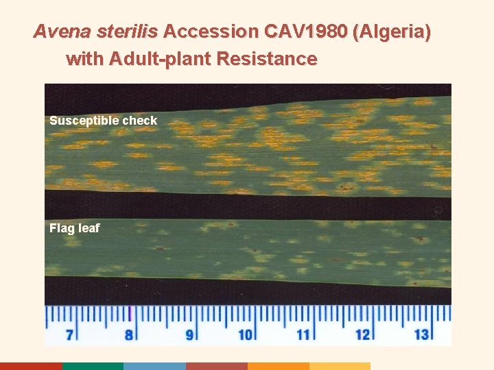 Avena sterilis Accession CAV 1980 (Algeria) with Adult-plant Resistance Susceptible check Flag leaf 