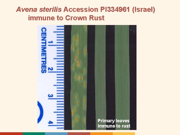 Avena sterilis Accession PI 334961 (Israel) immune to Crown Rust Primary leaves Immune to