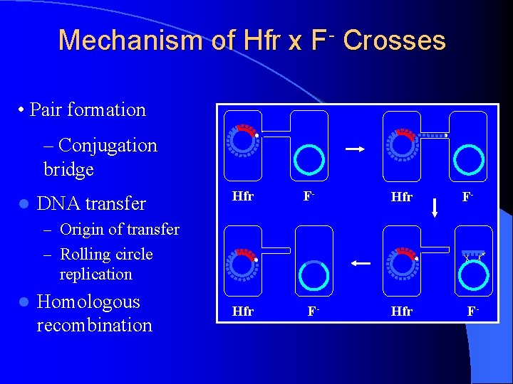 Chapter 2 Bacrerial Heredity and Variation ORGANIZATION OF