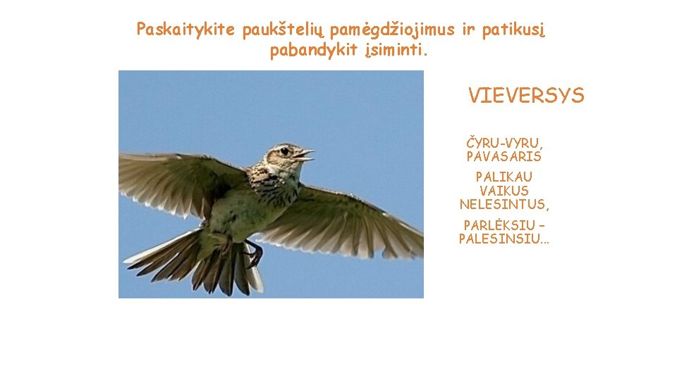 Paskaitykite paukštelių pamėgdžiojimus ir patikusį pabandykit įsiminti. VIEVERSYS ČYRU-VYRU, PAVASARIS PALIKAU VAIKUS NELESINTUS, PARLĖKSIU
