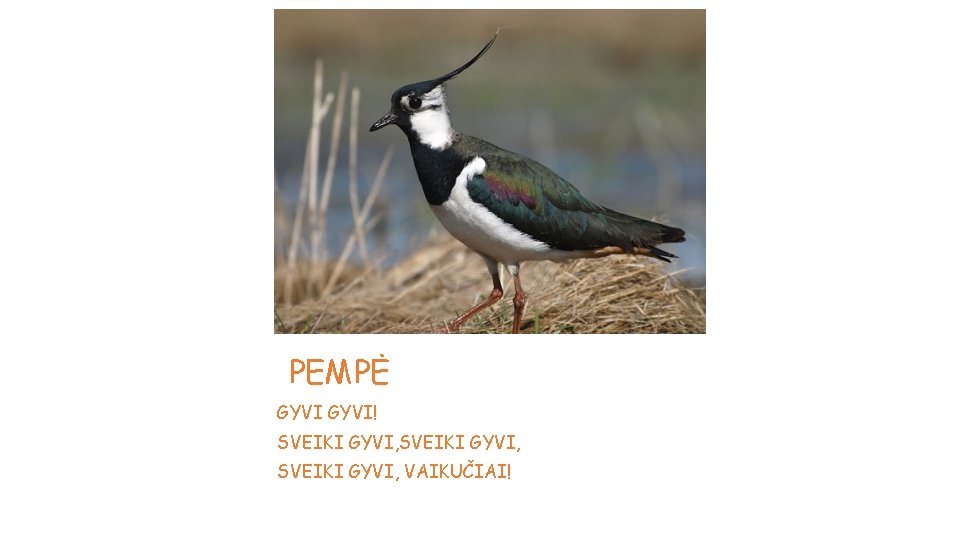 PEMPĖ GYVI! SVEIKI GYVI, VAIKUČIAI! 