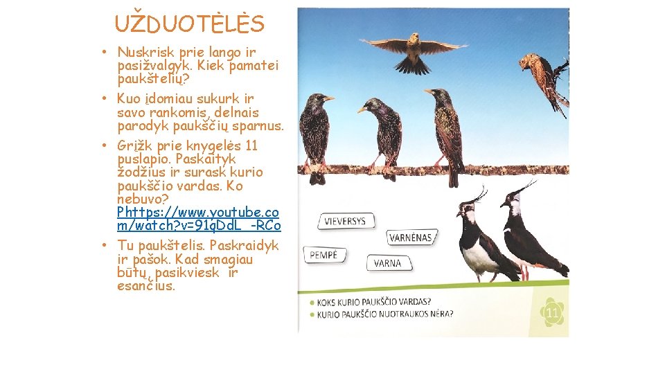 UŽDUOTĖLĖS • Nuskrisk prie lango ir pasižvalgyk. Kiek pamatei paukštelių? • Kuo įdomiau sukurk