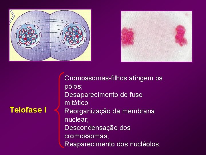 Telofase I Cromossomas-filhos atingem os pólos; Desaparecimento do fuso mitótico; Reorganização da membrana nuclear;