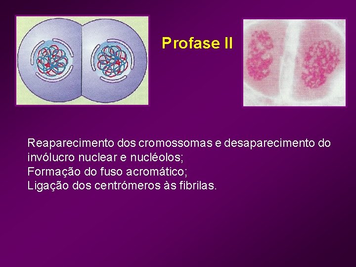 Profase II Reaparecimento dos cromossomas e desaparecimento do invólucro nuclear e nucléolos; Formação do