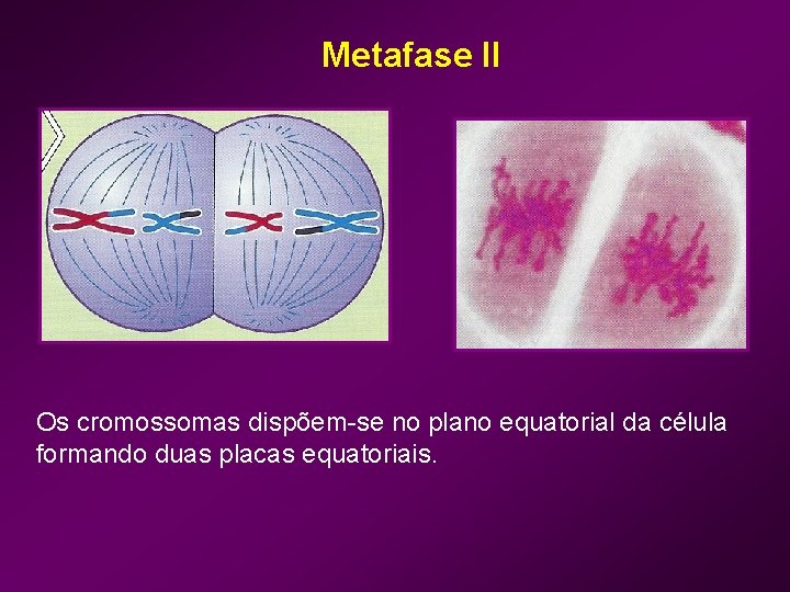 Metafase II Os cromossomas dispõem-se no plano equatorial da célula formando duas placas equatoriais.