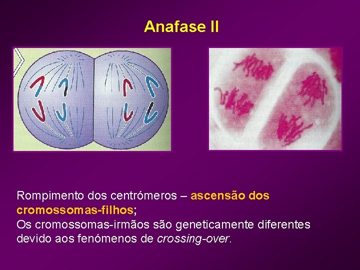Anafase II Rompimento dos centrómeros – ascensão dos cromossomas-filhos; Os cromossomas-irmãos são geneticamente diferentes