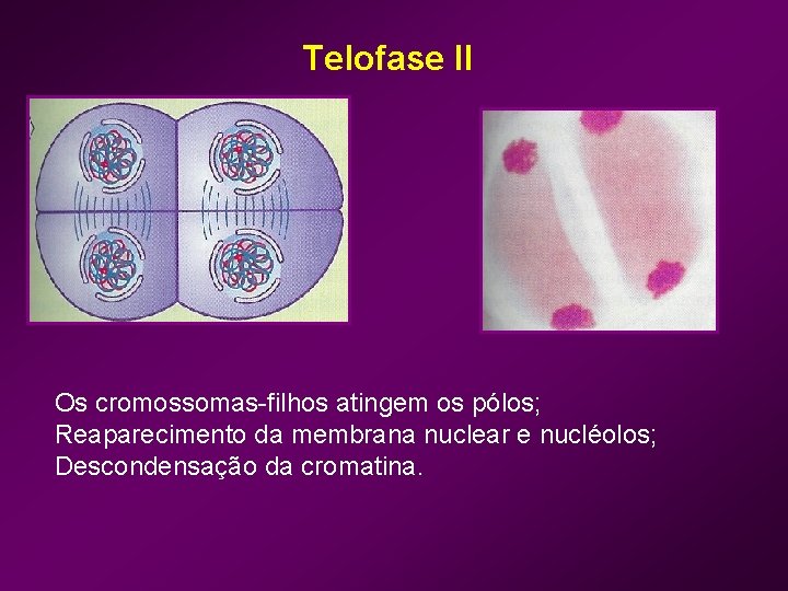 Telofase II Os cromossomas-filhos atingem os pólos; Reaparecimento da membrana nuclear e nucléolos; Descondensação