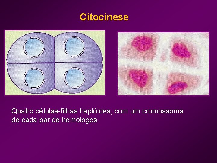Citocinese Quatro células-filhas haplóides, com um cromossoma de cada par de homólogos. 