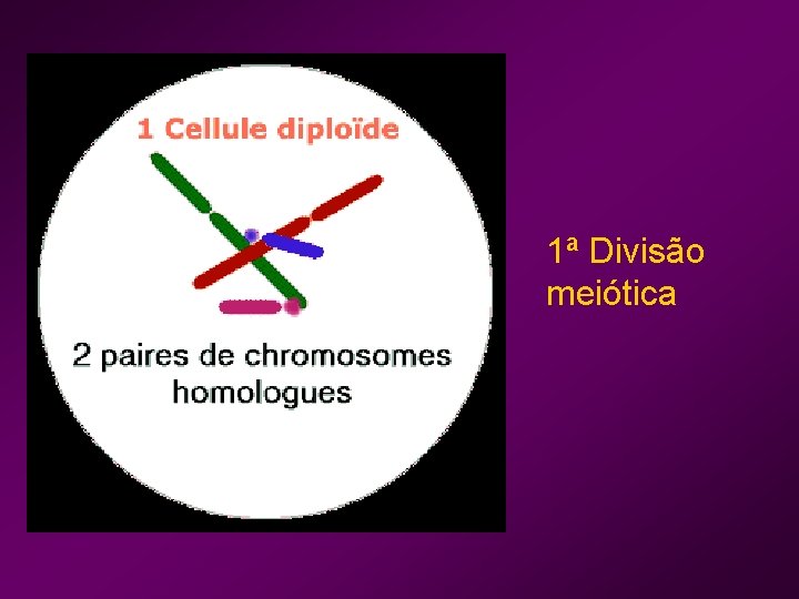 1ª Divisão meiótica 