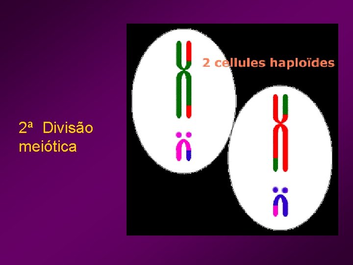 2ª Divisão meiótica 