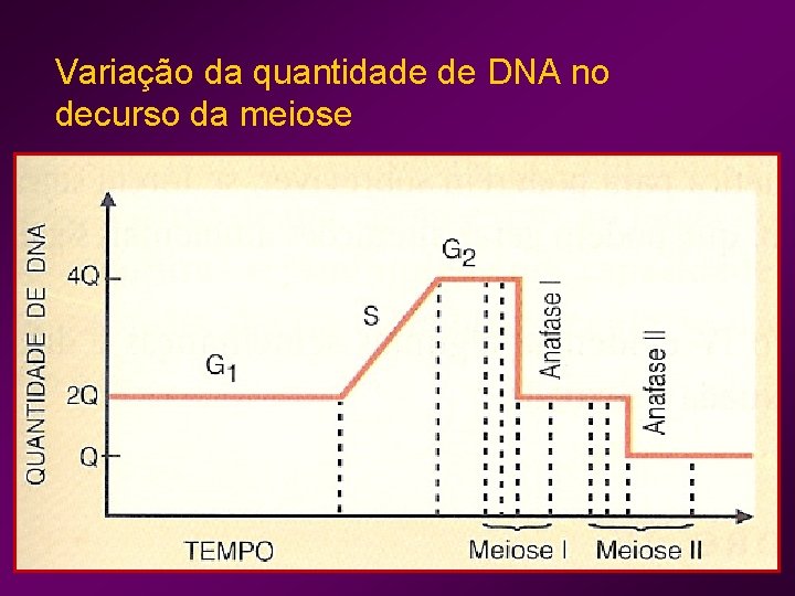 Variação da quantidade de DNA no decurso da meiose 