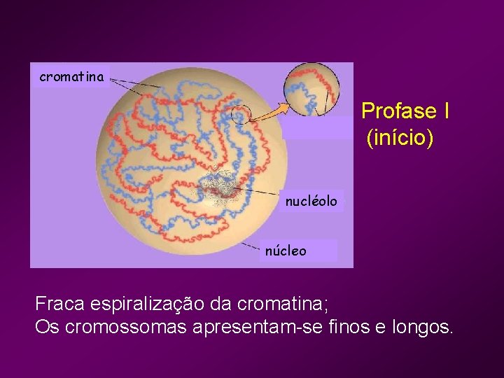 cromatina Profase I (início) nucléolo núcleo Fraca espiralização da cromatina; Os cromossomas apresentam-se finos