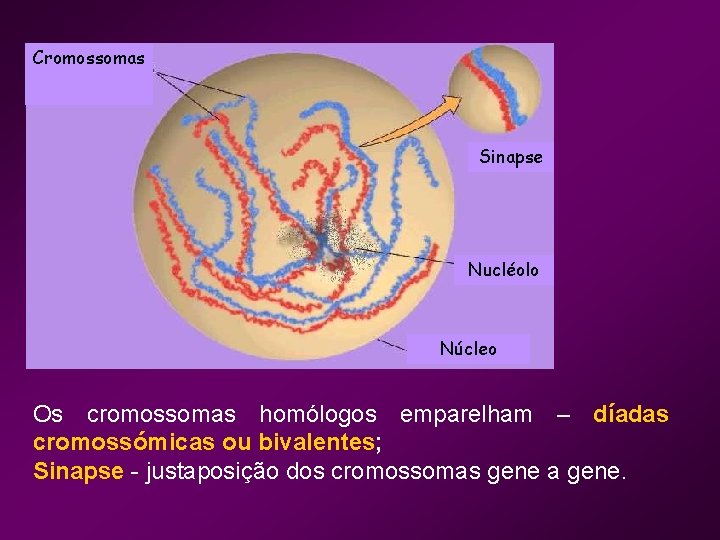 Cromossomas Sinapse Nucléolo Núcleo Os cromossomas homólogos emparelham – díadas cromossómicas ou bivalentes; Sinapse