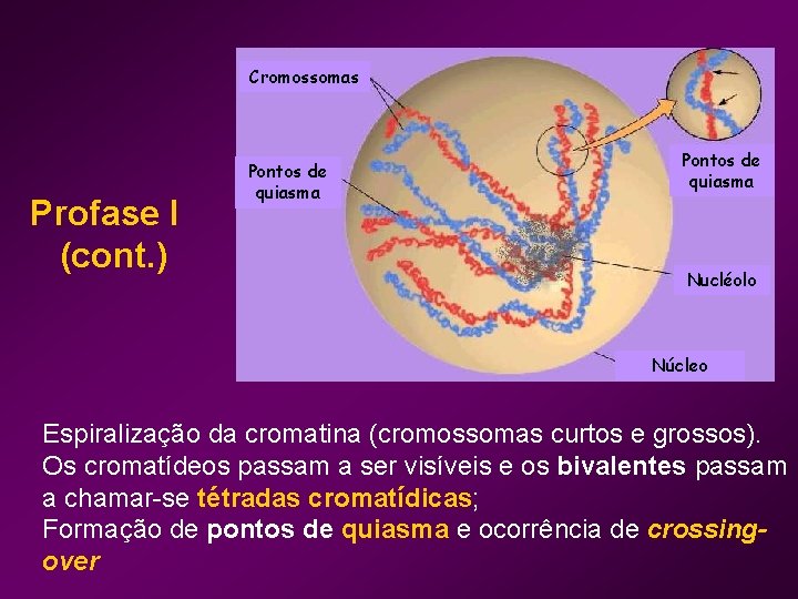 Cromossomas Profase I (cont. ) Pontos de quiasma Nucléolo Núcleo Espiralização da cromatina (cromossomas