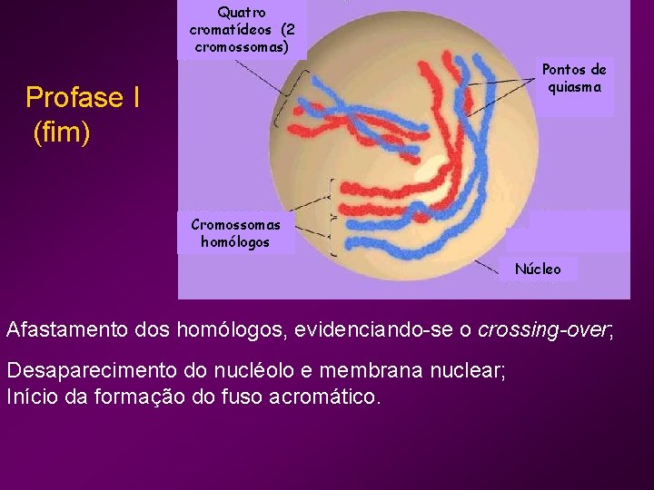 Quatro cromatídeos (2 cromossomas) Pontos de quiasma Profase I (fim) Cromossomas homólogos Núcleo Afastamento