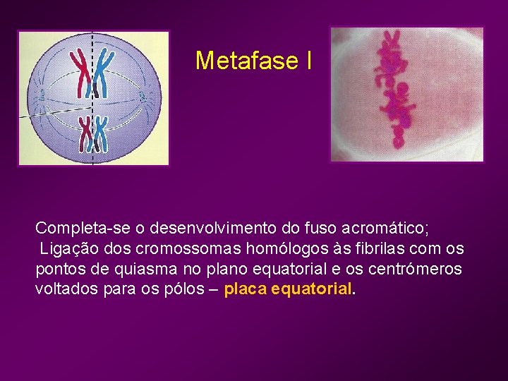Metafase I Completa-se o desenvolvimento do fuso acromático; Ligação dos cromossomas homólogos às fibrilas