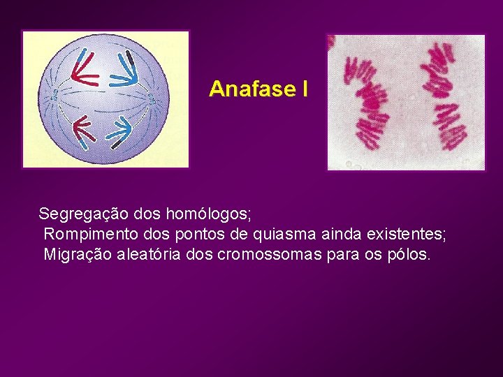 Anafase I Segregação dos homólogos; Rompimento dos pontos de quiasma ainda existentes; Migração aleatória