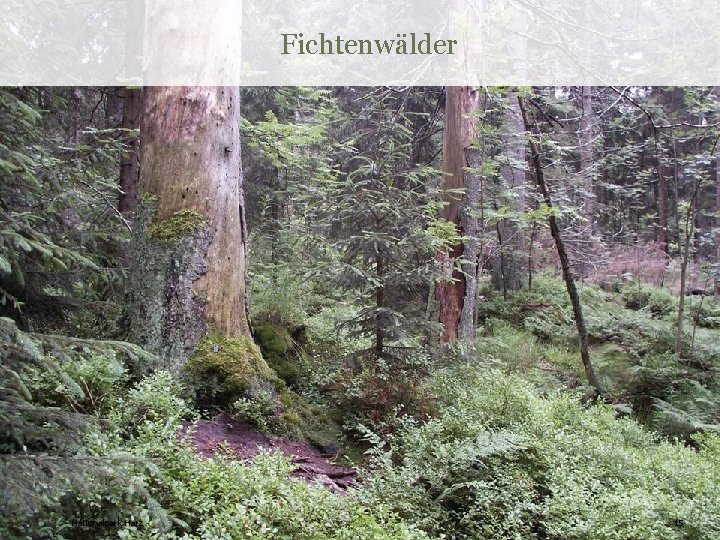 Fichtenwälder Nationalpark Harz 15 