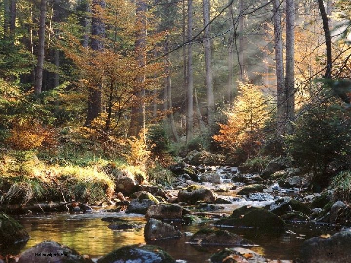 Nationalpark Harz 22 